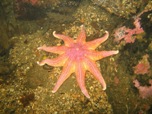 sunstar.jpg